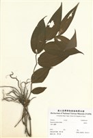 藏品(萬壽竹)的圖片